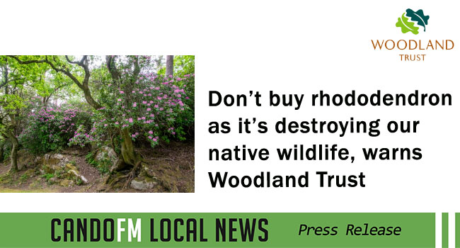 Don’t buy rhododendron as it’s destroying our native wildlife, warns Woodland Trust