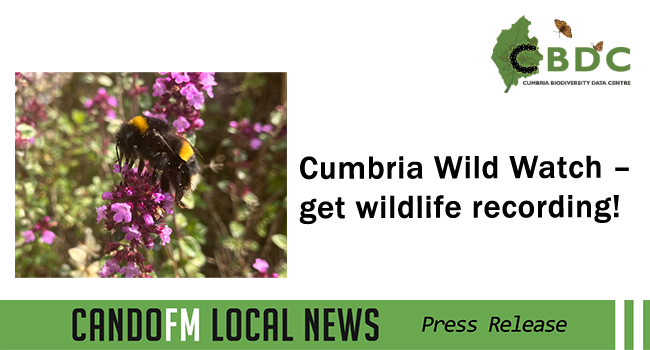 Cumbria Wild Watch – get wildlife recording!